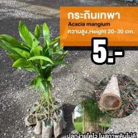 ราคา กระถินเทพา จำนวน 10 ต้น สูง 20 30 เซนติเมตร (14756437546)