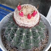 ราคา กระบองเพชร Melocactus curvispinus เมโลแคคตัส เคอวิสไปนัส ไม้เพาะเมล็ด ขนาด 4 ซม (2557898105)