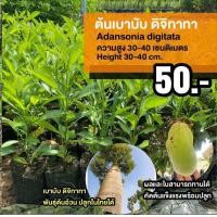 ราคา ต้นเบาบับ ดิจิทาทา จำนวน 1 ต้น สูง 30 40 เซน Adansonia Digitata (22664691978)