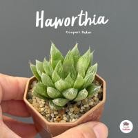 ราคา รวมอโลและฮาโวเทีย Mix Aloe Haworthia หลายสายพันธุ์ ส่งทั้งกระถาง cactus succulent (19518603692)