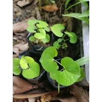 ราคา ต้นไก่ฟ้าพญาลอ ต้นไก่ฟ้าพญาแล ไม้มงคล กระเช้าสีดา ว่านไก่ฟ้าพญาแล ว่านดอกไก่ Peligan Flower (15142827820)