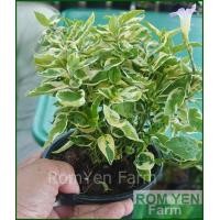 ราคา ต้นบุษบาพารวย บุษบาพารวย ในกระถางหรือถุงดำ 5 นิ้ว แตกรากแล้วพร้อมปลูก (12592199444)