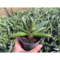 ราคา ว่านงาช้างแคระ บอนเซล ไม้มงคล ไม้ฟอกอากาศ (12252033624)