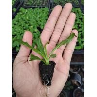 ราคา ต้นกล้าผักชีฝรั่ง ชุดละ10ต้น 50บาท ผักชีฝรั่ง หอมป้อมเป้อ ผักชีดอย ผักชีใบเลื่อย ผักหอมเทศ ผักหอมเป ผักหอมป้อม มะและเด๊าะ หอมป้อมกุลา Culantro Saw leaf Herb Thorny Coriander (21568903780)