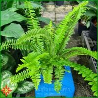 ราคา ต้นเฟิร์นใบมะขาม ในกระถาง 5 5นิ้ว เฟิร์นใบมะขาม ต้นเฟิร์น (20058029316)