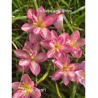 ราคา บัวดิน Z Pink Pearl พิ้งเพิล บัวดินกลีบเกิน 5หัว50บาท (16541026821)