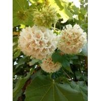 ราคา ต้นพุดตานญี่ปุ่นสีขาวดอกหอม (19447388432)