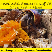 ราคา มอสเลี้ยงปู สแฟ็กนั่มมอส ปูเสฉวน กล่องละ 50 บาท มอสแห้ง Sphagnum moss Vivarium Exotic pet (7786281594)