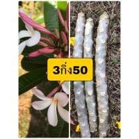 ราคา ลั่นทมกิ่งพันธ์ลีลาวดีสีขาวอมชมพูต้นไม่ใหญ่ดอกมีกลิ่นหอมอ่อน3กิ่ง50กิ่งลั่นทมไม้ดอกทนแดดกลิ่นหอมลีลาวดีแคระลีลาวดีสิงคโปร์พิงค์Dwarf singapore pink พันธุ์แคระตัดกิ่งสดขายขนาด3 (9678389247)