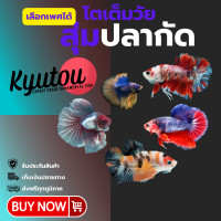 ราคา ปลากัดใหญ่ สุ่มปลากัด สายสวยงาม ฮาฟมูล กาเล็คซี่ นีโม่ เฮวบอย หม้อ คาเทล จีน โตมากกว่า 5 เดือน เท่านั้นโตเต็มวัย (23298827001)