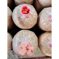 ราคา ก้อนเชื้อเห็ดนางนวลชมพู 3 ก้อน 50 บาทมีคู่มือให้ค่ะ (16313726224)