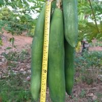 ราคา เมล็ดพันธุ์มะละกอแก้วกลางดง (1545030349)