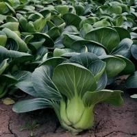 ราคา 5แถม1เมล็ดพันธุ์กวางตุ้งไต้หวัน ต้นเตี้ยF1 300 500เมล็ด เมล็ดพันธุ์นำเข้าเมล็ดพันธุ์ผัก เมล็ดพันธุ์กวางตุ้งฮ่องเต้ต้นเตี้ย (18545100866)