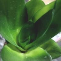 ราคา ต้นลิ้นมังกร ลิ้นมังกรดำ มังกรหยก ไม้มงคล ไม้ประดับ ไม้ฟอกอากาศ ยอดนิยม สีสวยใบมันเงา ส่งพร้อมกระถาง 6 นิ้ว (20608252325)