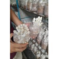 ราคา ก้อนเชื้อเห็ดโคนน้อยชุด 6 ก้อน พร้อมคู่มือการเพาะ (20258907421)