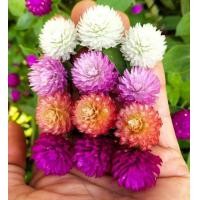 ราคา เมล็ดบานไม่รู้โรยคละสี สีตามรูป100 ร้านเพาะเมล็ดพันธุ์เอง พร้อมวิธีการปลูก 100เมล็ด 50บาท (12515933580)