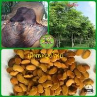 ราคา เม็ดพันธุ์พะยูงไทย เมล็ดพันธ์ุพะยูงไทย เม็ดพันธุ์พยูง 100 เม็ด (12093995412)