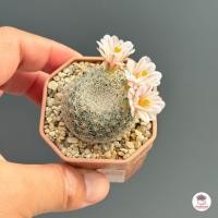 ราคา แลนต้า Mammillaria lenta แคคตัส กระบองเพชร cactus succulent (23214820720)
