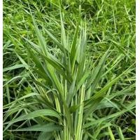 ราคา หญ้าขนออร์แกนิค เลี้ยวกระต่าย หนูแกสบี้ขนาด 1กิโล (24491111680)