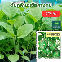 ราคา ส่งไวทันใจ ต้นกล้า มะเขือคางกบ มะเขือเปราะคางกบ ผักสวนครัว 10 ต้น ปลูกผักสวนครัว เจียไต๋ (18432747571)