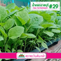 ราคา ต้นกล้า 10 ต้น มะเขือน้ำหยด เบี้ยมะเขือ ราชบุรี 29 ต้นกล้ามะเขือเปราะ (17156557585)