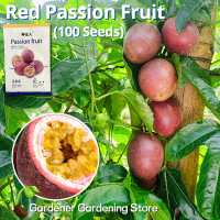ราคา 100 เมล็ด ซอง ปลูกง่าย เมล็ดพันธุ์เสาวรส สีแดง เมล็ดพันธุ์ เสาวรสหวาน Sweet Juicy Red Passion Fruit Seeds for Planting Passion Fruit Plants Seeds ต้นผลไม้ เมล็ดพันธุ์ ต้นไม้ เมล็ดบอนสี ต้นไม้ผลกินได้ 