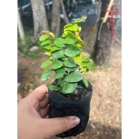 ราคา ต้นตีนตุ๊กแก ต้นละ 5 บาท ชุดละ 10ต้น ตีนตุ๊กแก ถุง 2 นิ้ว 10 ซม (20589299900)