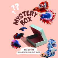 ราคา อาหารเพื่อคนรักปลา ปลากัด สวยงาม ปลายสวยงาม ปลากัดฮาฟมูล ปลากัดคราวเทล และอีกมากมาย (23900159975)