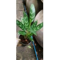 ราคา ต้นเขียวหมื่นปี ต้นว่านเขียวหมื่นปี ต้นไม้ฟอกอากาศในบ้าน ไม้ล้มลุกฟอกสารพิษ เขียวหมื่นปี หรือ ว่านเขียวหมื่นปี ต้นไม้ฟอกอากาศ (12620726702)