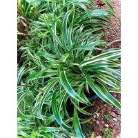 ราคา ต้นเศรษฐีเรือนนอก spider plant ไม้ประดับ ไม้มงคล ส่งเสริมโชคลาภ ว่านป่องกันภัย ว่านเสริมศิริมงคล ส่งในกระถาง6นิ้ว (21104034289)