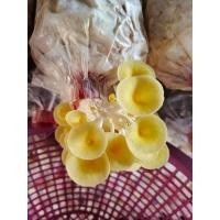ราคา ก้อนเชื้อเห็ดนางรมทอง เห็ดสุขภาพ 3ก้อน 50บาท เชื้อเพิ่งหยอดนะคะ (23122214172)