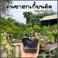 ราคา ต้นชาฮกเกี้ยนดัด ต้นบอนไซ กระถางถุงชำ3 (24093430926)