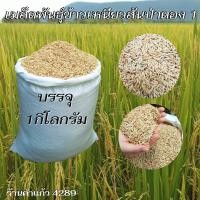 ราคา เมล็ดพันธุ์ข้าวเหนียวสันป่าตอง 1 บรรจุ 1 กก พันธุ์ข้าวเหนียวอย่างดี คัดพิเศษ ปลูกได้ทั้งนาปีและนาปรัง (17624776248)