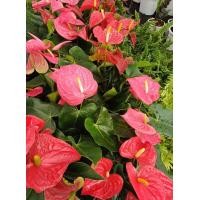 ราคา ต้นดอกหน้าวัวแคระสีแดง1ต้น1ถุงดำพร้อมไปออกดอก (24268382829)