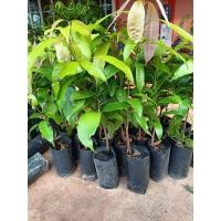 ราคา พร้อมส่ง ต้นมะยงชิดทูลเกล้า คัดสวยๆ (19691363761)