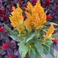 ราคา ต้นสร้อยไก่ หงอนไก่ มีหลายสี แบบถุง ส่งทั้งถุง (12094614982)