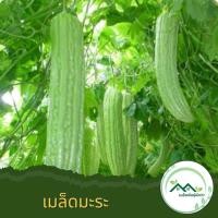 ราคา เมล็ดพันธุ์มะระจีน คัดพิเศษ 5 เมล็ด ลูกใหญ่กว่ามะระปกติ (21740086831)