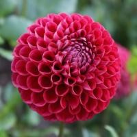ราคา 20 เมล็ด ดอกรักเร่ รักเร่ ดาห์เลีย Dahlias สายพันธุ์ Cornel (23381740946)