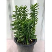 ราคา ต้นบันไดสวรรค์ ต้นบันไดเศรษฐี ต้นตะขาบ บันไดสวรรค์ ขนาด 5 บันไดเศรษฐี (21375771697)