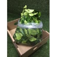 ราคา ใบมะกรูดสด ใบมะกูดเขียวสวย (8871992751)
