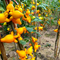 ราคา พันธุ์มะเขือการ์ตูน 50เมล็ด ซองใหญ่ ผล ต้มทานได้ (23271778437)