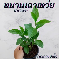 ราคา ต้นหนานเฉาเหว่ย ป่าช้าเหงา กระถาง 6นิ้ว (22189996214)