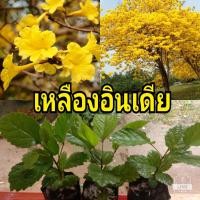 ราคา ต้นเหลืองอินเดีย ขนาดประมาณ15 20ซม ต้นเพาะเมล็ดแข็งแรงพร้อมปลูก (15894213179)