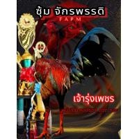 ราคา ไข่ไก่ชนพม่า เจ้ารุ่งเพชร พม่าลีลา มีเหลี่ยมมีแข้งหน้า (23983108985)
