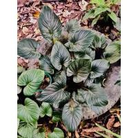 ราคา เสน่ห์จันทร์มรกต ไม้หายากเฉพาะถิ่นไม้มงคลควรค่าแก่การสะสม (15488075529)