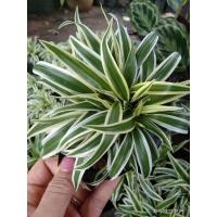 ราคา ว่านเศรษฐีเรือนทอง ต้นไม้มงคล ชุดละ 2 ต้น จัดส่งพร้อมถุงดำขนาด 4 นิ้ว (9518078134)