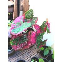 ราคา นางไหมบอนสีป้าย สวย ส่งเป็นต้นกระถาง 4 นิ้ว (15946973699)