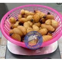 ราคา ด้วงสาคูสด ด้วงมะพร้าว ออแกนิค 100กรัม Sago Beetle (22823702407)