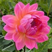 ราคา 20 เมล็ด ดอกรักเร่ รักเร่ ดอกรักแรก ดาห์เลีย Dahlia Seeds (23655429001)