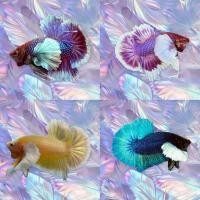 ราคา ปลากัดหูช้างเพศผู้ มีหลากหลายสีสัน มีรับประกันสินค้า (24507556183)